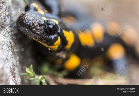 Fire Salamander Image & Photo (Free Trial) | Bigstock