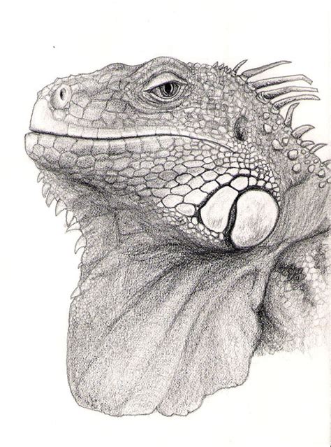 Iguana Drawing At Explore Collection Of Iguana Drawing