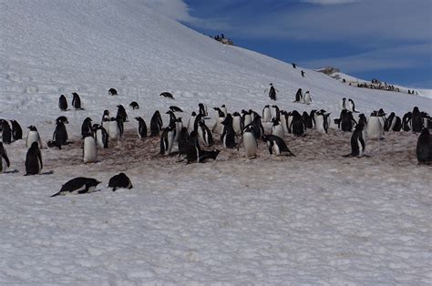 Antarctica Glacier Iceberg - Free photo on Pixabay - Pixabay