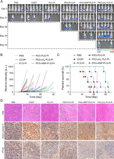 In Vivo Antitumor Efficacy Of Cddp And Various Plg Cddp Download