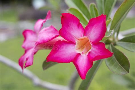 Desert rose flowers stock photo. Image of flora, botany - 38843402