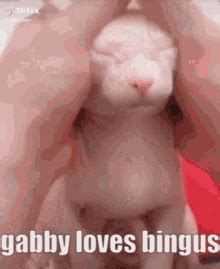 Bingus Bingus Discover Share GIFs