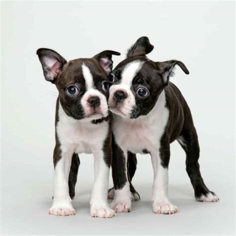 Love Boston Terrier Puppies? Dog Breed Facts, Features, and Traits ...