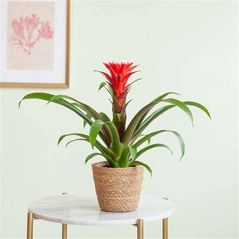 Bromelia Verzorging Plantje Nl