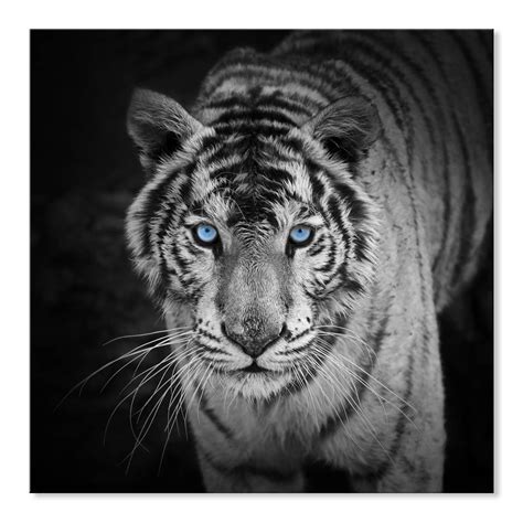 Buy SEVEN WALL ARTS Black And White Tiger Canvas Wall Art Modern