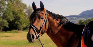 Administra O De Haras O Novo Curso Do Funss Not Cias