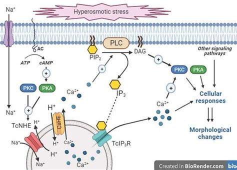 Calcium And Ip3 In Signaling Pathways