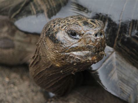 Galapagos Tortoise Portrait Smithsonian Photo Contest Smithsonian