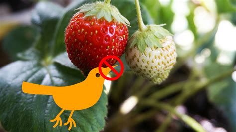 Eloigner Les Oiseaux De Votre Potager C Est Simple Et Efficace