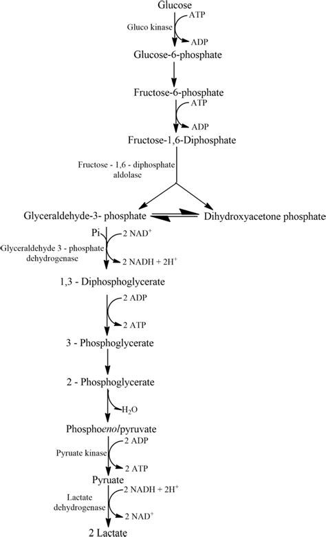 Lactic Acid Fermentation Products