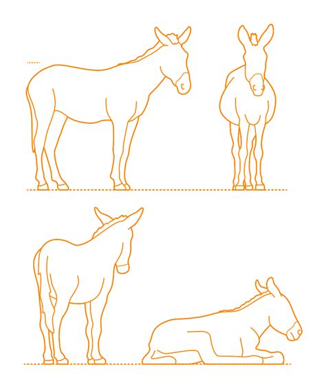 Plains Zebra Equus Quagga Dimensions Drawings Dimensions