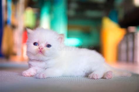 A Persian Cat Laying Down On The Floor Stock Photo Image Of Breed