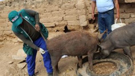 MINAGRI supera meta de vacunación contra la Peste Porcina Clásica en