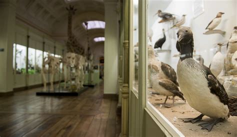 Les collections naturalisées Musée d Histoire naturelle et Vivarium