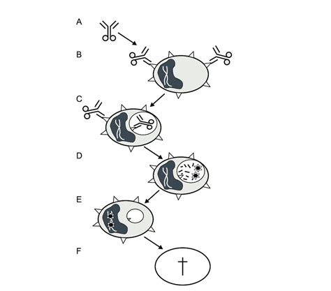 Mechanism of action of gemtuzumab ozogamicin (Mylotarg ® ). (A)... | Download Scientific Diagram