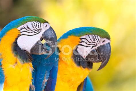 Yellow Blue Macaws Stock Photo | Royalty-Free | FreeImages