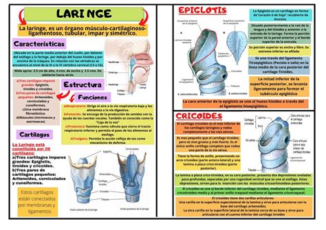 Laringe Udocz