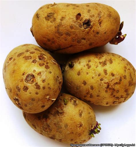 Soil Borne Diseases Of Potatoes Powdery Scab Be Profy In Potatoes News