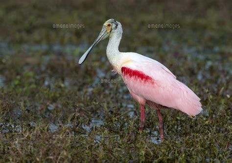 Roseate Spoonbill Platalea Ajaja Circle B Bar Reserve Florida