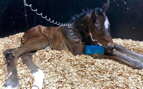 New Born Foal Care Darling Downs Vets