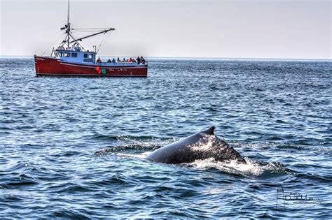 Adventure Bay Whale Watching Tours