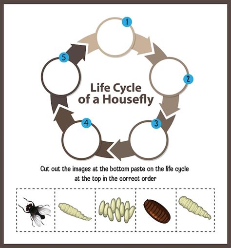 Free Vector | Diagram showing life cycle of Housefly