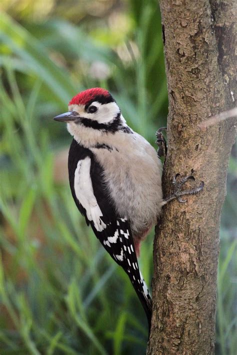 Woodpecker Lesser Spotted Free Photo On Pixabay