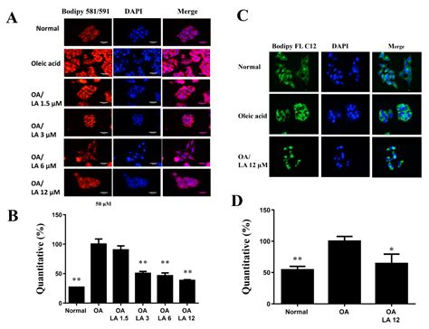 Cells Free Full Text Protective Effects Of Licochalcone A