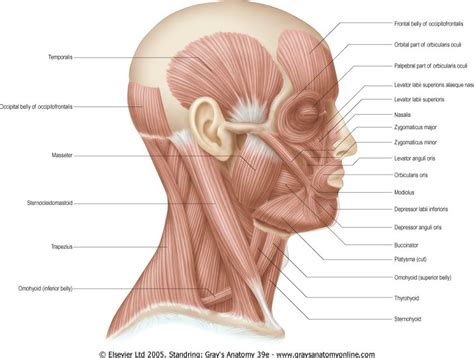 Head And Neck Muscles Anatomy