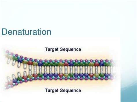 Ppt Polymerase Chain Reaction Powerpoint Presentation Free Download Id2110114