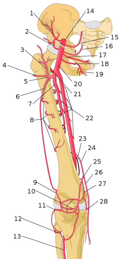 Thigh Arteries Schema Numbered Svg Arteries Human Anatomy And