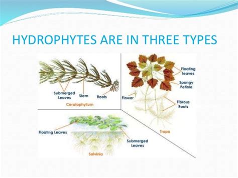 Hydrophytes