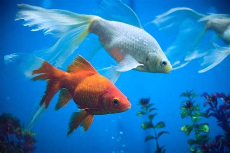 21 Popular Types Of Goldfish For Beginners Everything Fishkeeping