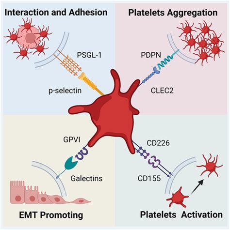 Full Article Glycan Lectin Interactions Between Platelets And Tumor