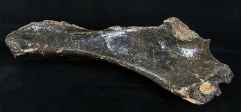 Woolly Rhinoceros Ulna Bone - Late Pleistocene (#3443) For Sale ...