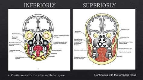 Buccal space anatomy | PPT