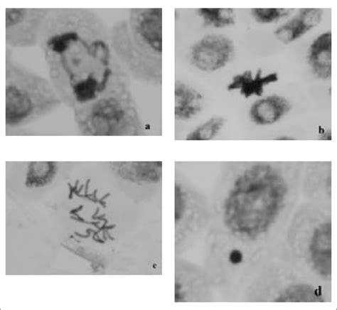 Different Types Of Aberrations Induced By The Food Additives In Allium