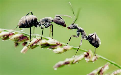 Wallpaper Nature Grass Branch Green Wildlife Swarm Fly Leaf