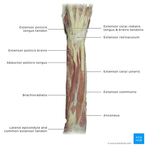 Anconeus Muscle Origin Insertion Innervation Function Kenhub