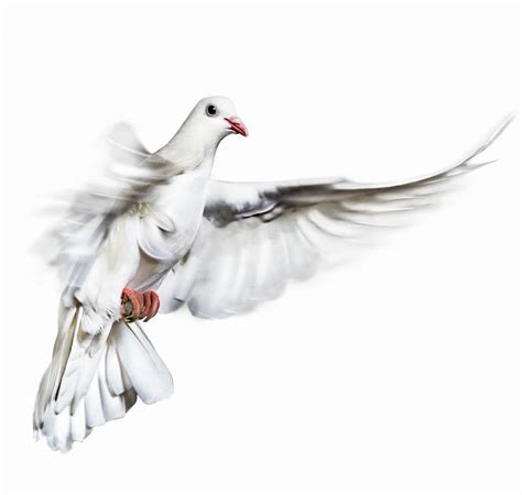 White Dove In Flight by Gandee Vasan