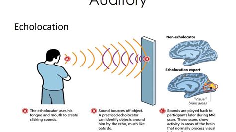 Why Is Sensory Adaptation Important