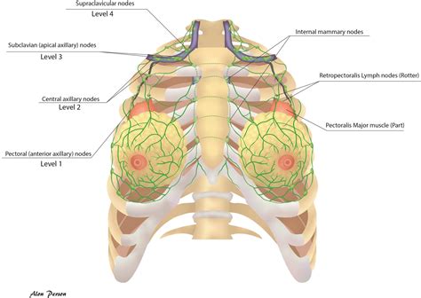 Estro Acrop Consensus Guideline For Target Volume Delineation In The