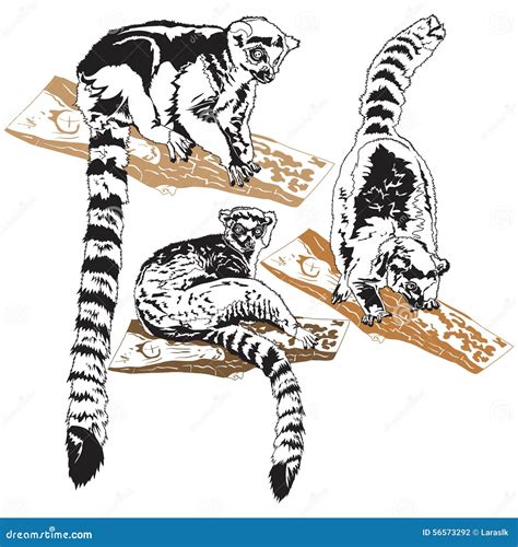 Lemurs Stock Vector Illustration Of Lemur Primate Mammal 56573292