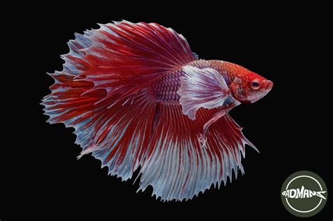 Halfmoon Double Tail Betta Fish