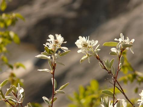 Free Images Tree Nature Branch Blossom White Flower Bloom Food