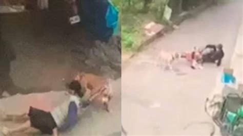 影／雲林老翁、郵差遭比特犬撲咬 飼主制止反被拖行 民視新聞網 Line Today