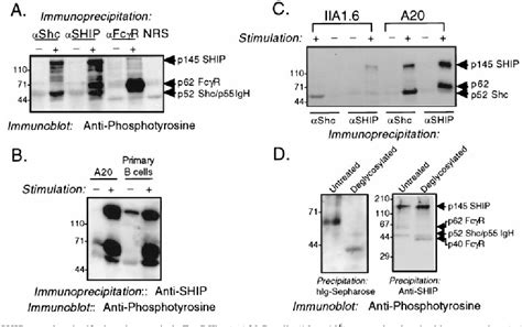 Figure From Protein Interactions Of Src Homology Sh Domain