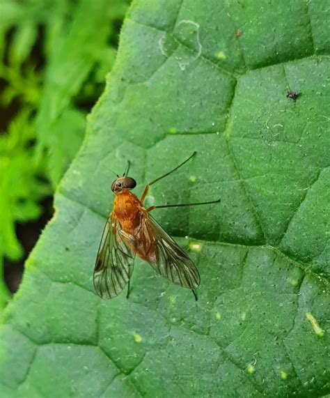 Chrysopilus laetus (Chrysopilus laetus) - Naturbasen