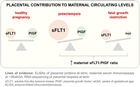 Increased Placental Sflt Soluble Fms Like Tyrosine Kinase Receptor