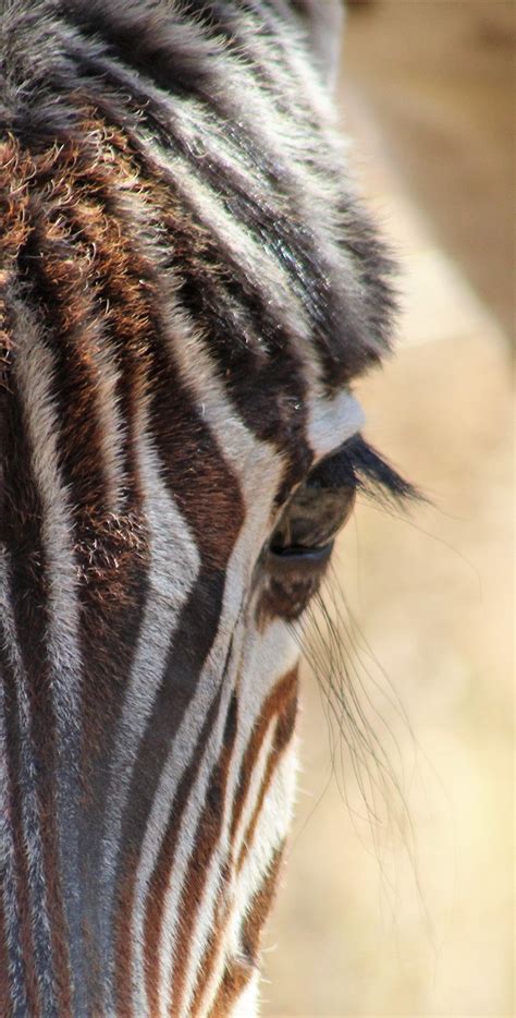 Zebra Zebra'S Eye Stripes - Free photo on Pixabay